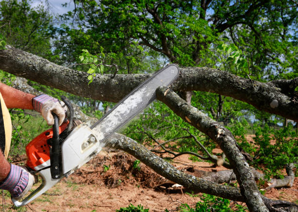 How Our Tree Care Process Works  in  Marine, IL